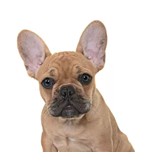French Bulldog Puppy looking at the camera on a white backdrop