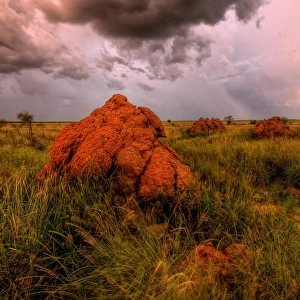 Giant termite Mounds Fitzroy Crossing WA