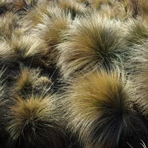 Grass tussocks in Kosciuszko National Park, Snowy Mountains, New South Wales, Australia