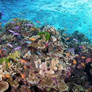 Cairns Collection: Great Barrier Reef