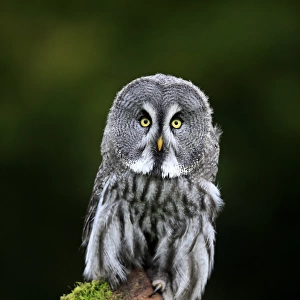 Great Grey Owl, (Strix nebulosa)