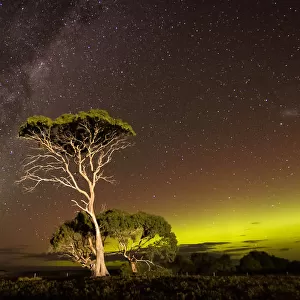 Green arc of Aurora and the Milky Way with over an illuminated tree