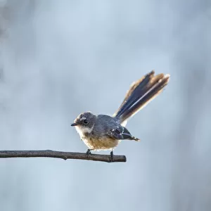 Grey Fantail on a branch