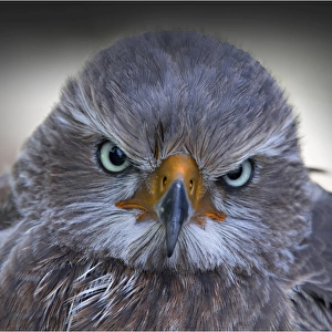 Head portrait of a Hawke, a bird of prey