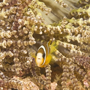 Juvenile Anemonefish