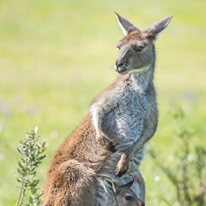Australian Animals Collection: Kangaroo