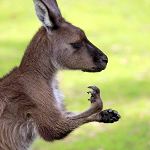 Kangaroo Island Kangaroo, (Macropus fuliginosus)
