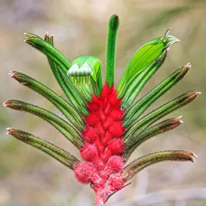 Kangaroo Paw Flower, Western Australia