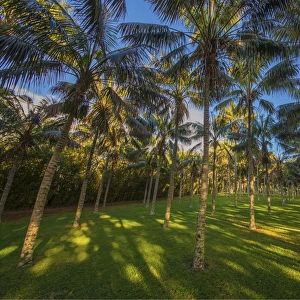 A Kentia palm plantation on Norfolk Island