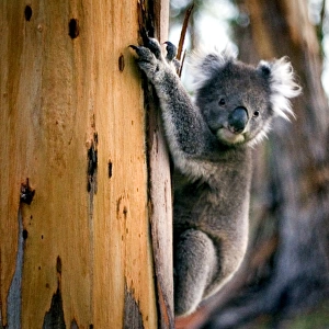 Koala, gum tree
