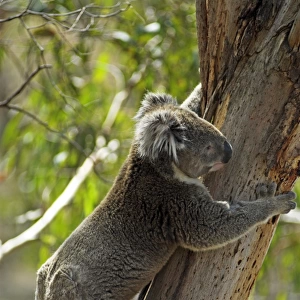 Koala on Philipp Island, State of Victoria, Australia
