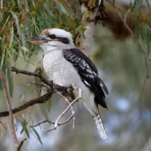 Kookaburra on the Murray River