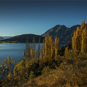 Lake Wanaka, in the Autumn, showing the vibrant golds and yellows of the seasonal colours, south island, New Zealand