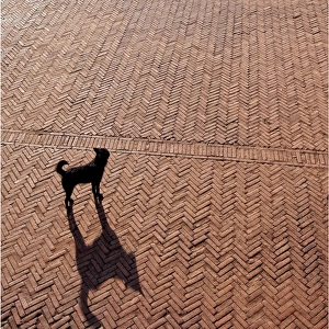 Lone dog and its shadow in Bhaktapur, Nepal