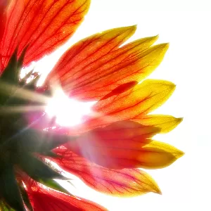 Looking up at the sun through flower petals