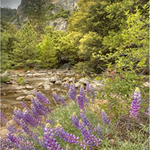 Lupins in spring, California, USA