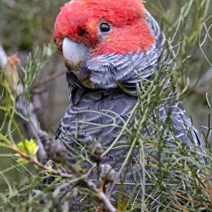 Male Gang Gang Cockatoo (Callocephalon fimbriatum) hiding in a bush