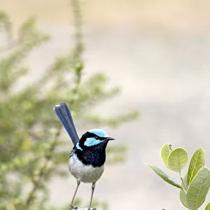 Male Superb Fairy Wren on top of a post