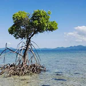 Mangroves roots in sea water