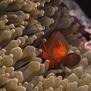 Maroon clownfish, Great Barrier Reef, Australia