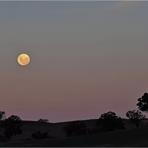 Moon rising, Mansfield, Victoria, Australia