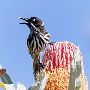 New Holland Honeyeater perching on a Banksia Flower