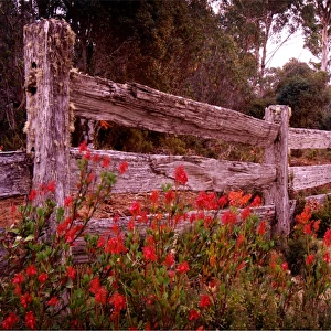 Old Post and rail fence-line in the Cradle Mountain National park, Central Tasmania