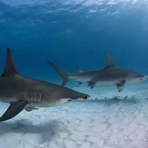 Pair of great hammerhead sharks