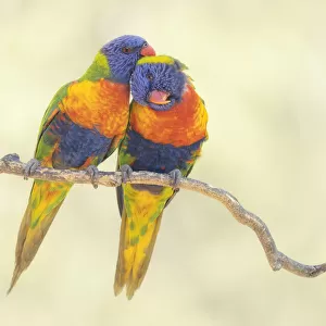 A pair of rainbow lorikeets (Trichoglossus moluccanus) grooming each other while perched