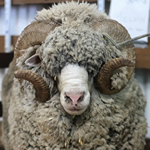 Portrait of Sheep