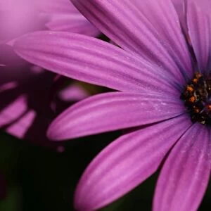 Purple Daisy Osteospermum