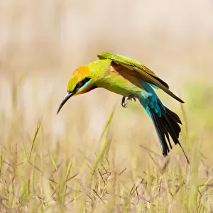 Rainbow Bee-eater #1