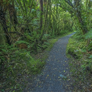 Rainforest on the west coast of the south island near Fox glacier, New Zealand