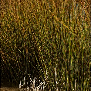 Reeds growing by a lake edge, King Island, Bass Strait, Tasmania, Australia
