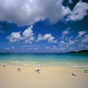 Seagulls on an idyllic beach, Australia