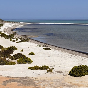 Shell Beach, Shark Bay World Heritage Area, Western Australia, Australia