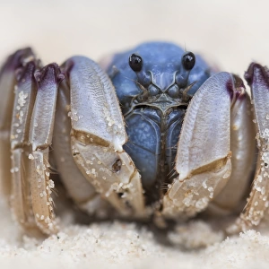 Soldier crab