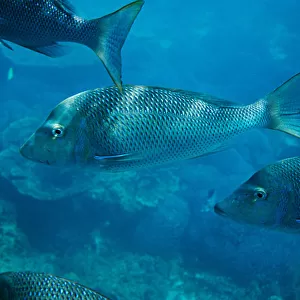 Spangled emperor fish