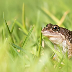 Spotted marsh frog (Limnodynastes tasmaniensis)