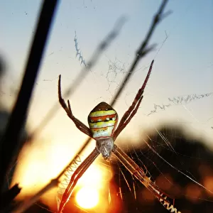 St Andrews Cross Spider with the sun in the backgr