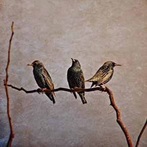 Three Starlings on a branch