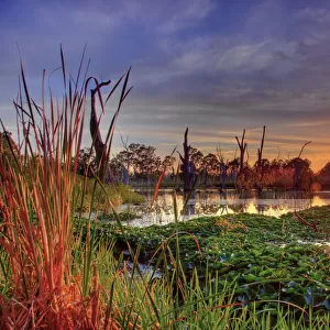 Sunset at swamp