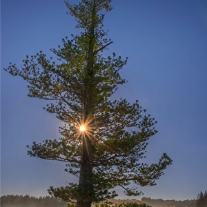 A sunstar behind the lone pine at Hunter Point, Norfolk Island