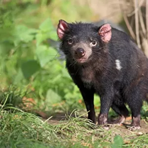 Tasmanian devil (Sarcophilus harrisii), Tasmanian devil, adult, alert, captive