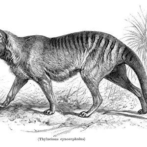 Tasmanian Tiger Thylacinus cynocephalus illustration 1896