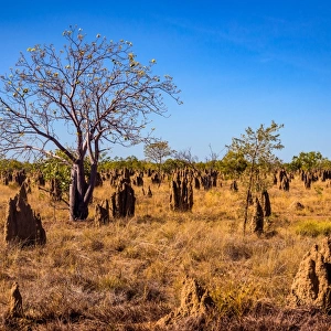 Termite mounds field