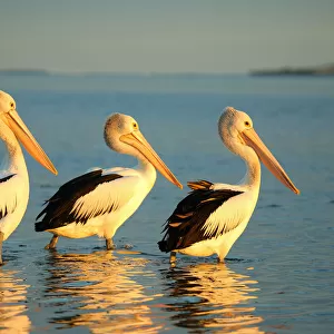 Threes pelicans Australia