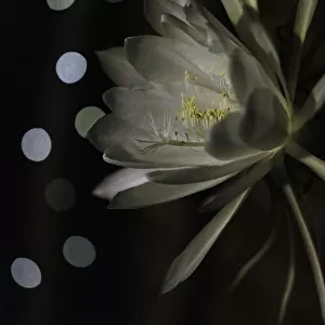 White flowering Orchid Cactus also known as Queen of the night Cactus