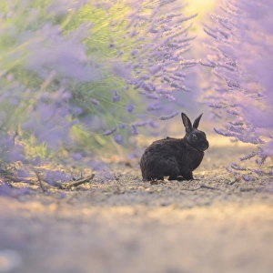 A wild roaming domestic rabbit in lavender field