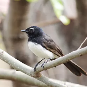 Willie wagtail perching on branch